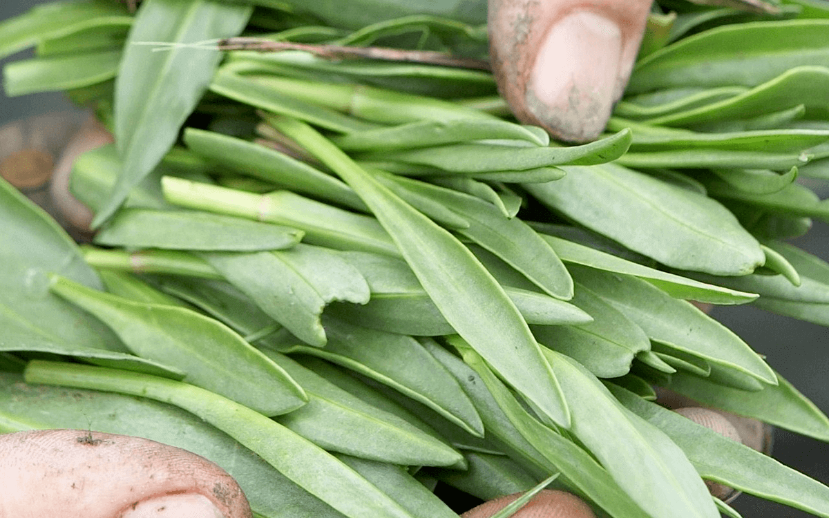 <span>Gewöhnlicher Strand-Aster (Lamsohr)</span>