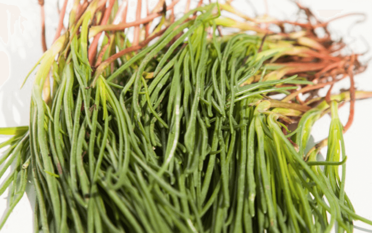 <span>Mönchsbart (Agretti)</span>